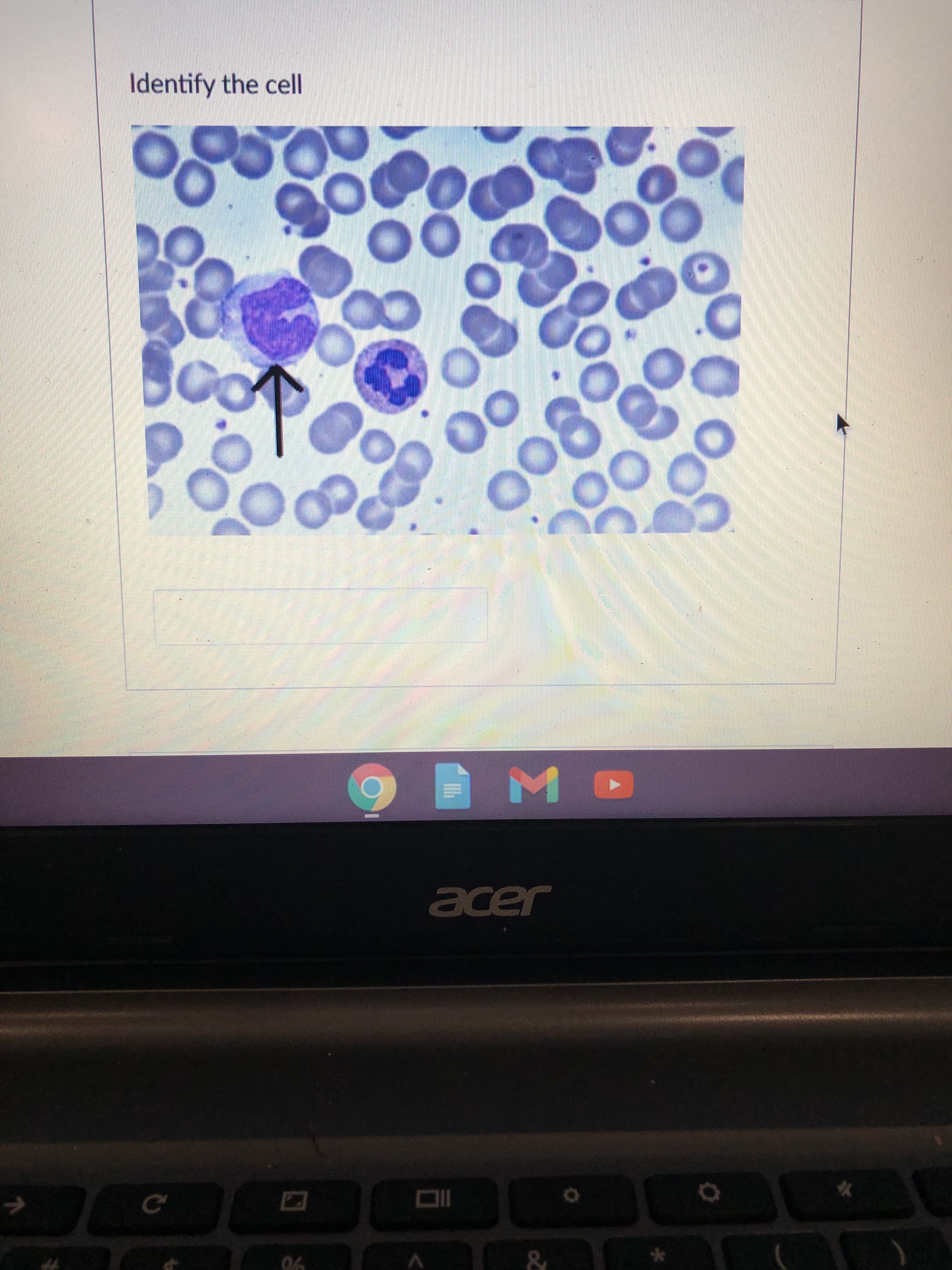800
Identify the cell
IID
