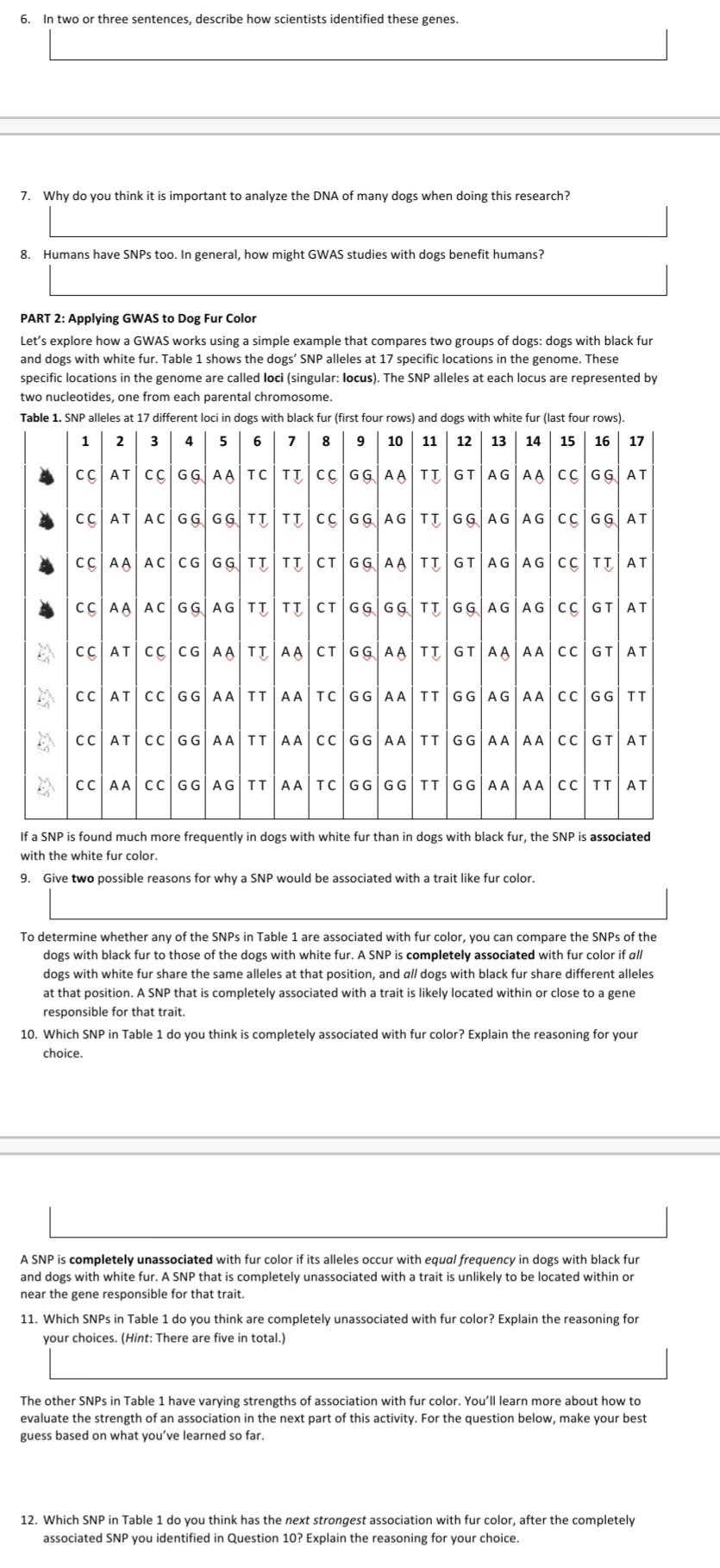 6. In two or three sentences, describe how scientists identified these genes.
7. Why do you think it is important to analyze the DNA of many dogs when doing this research?
8. Humans have SNPs too. In general, how might GWAS studies with dogs benefit humans?
PART 2: Applying GWAS to Dog Fur Color
Let's explore how a GWAS works using a simple example that compares two groups of dogs: dogs with black fur
and dogs with white fur. Table 1 shows the dogs' SNP alleles at 17 specific locations in the genome. These
specific locations in the genome are called loci (singular: locus). The SNP alleles at each locus are represented by
two nucleotides, one from each parental chromosome.
Table 1. SNP alleles at 17 different loci in dogs with black fur (first four rows) and dogs with white fur (last four rows).
1 2 3 4 5 6 7 8 9 10 11 12 13 14 15 16 17
CC AT CC GG AA TC TT CC GG AA TT GT AG AA CC GG AT
4
*
A
5:3
333
569
CC AT AC GG GG TT TT CC GG AG TT GG AG AG CC GG AT
CC AA AC CG GG TT TT CT GG AA TT GT AG AG CC TT AT
CC AA AC GG AG TT TT CT GG GG TT GG AG AG CC GT AT
CC AT CC CG|AA|TT|AA|CT|GG|AA|TT|GT|AA|AA|CC|GT AT
CC AT CC GG AATTAA TC|GG|AA|TT|GG|AG AA CC GG TT
CC AT CC GG AA TT AA CC GG AA TT GG AA AA CC GT AT
CC AA CC GG AG TT AA TC|GG|GG|TT|GG|AA|AA|CC|TT| AT
If a SNP is found much more frequently in dogs with white fur than in dogs with black fur, the SNP is associated
with the white fur color.
9. Give two possible reasons for why a SNP would be associated with a trait like fur color.
To determine whether any of the SNPs in Table 1 are associated with fur color, you can compare the SNPs of the
dogs with black fur to those of the dogs with white fur. A SNP is completely associated with fur color if all
dogs with white fur share the same alleles at that position, and all dogs with black fur share different alleles
at that position. A SNP that is completely associated with a trait is likely located within or close to a gene
responsible for that trait.
10. Which SNP in Table 1 do you think is completely associated with fur color? Explain the reasoning for your
choice.
A SNP is completely unassociated with fur color if its alleles occur with equal frequency in dogs with black fur
and dogs with white fur. A SNP that is completely unassociated with a trait is unlikely to be located within or
near the gene responsible for that trait.
11. Which SNPs in Table 1 do you think are completely unassociated with fur color? Explain the reasoning for
your choices. (Hint: There are five in total.)
The other SNPs in Table 1 have varying strengths of association with fur color. You'll learn more about how to
evaluate the strength of an association in the next part of this activity. For the question below, make your best
guess based on what you've learned so far.
12. Which SNP in Table 1 do you think has the next strongest association with fur color, after the completely
associated SNP you identified in Question 10? Explain the reasoning for your choice.