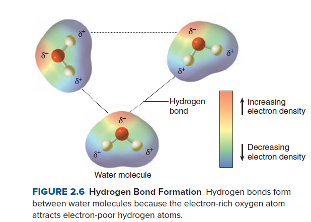 -Hydrogen
bond
Increasing
| electron density
Decreasing
electron density
Water molecule
FIGURE 2.6 Hydrogen Bond Formation Hydrogen bonds form
between water molecules because the electron-rich oxygen atom
attracts electron-poor hydrogen atoms.
