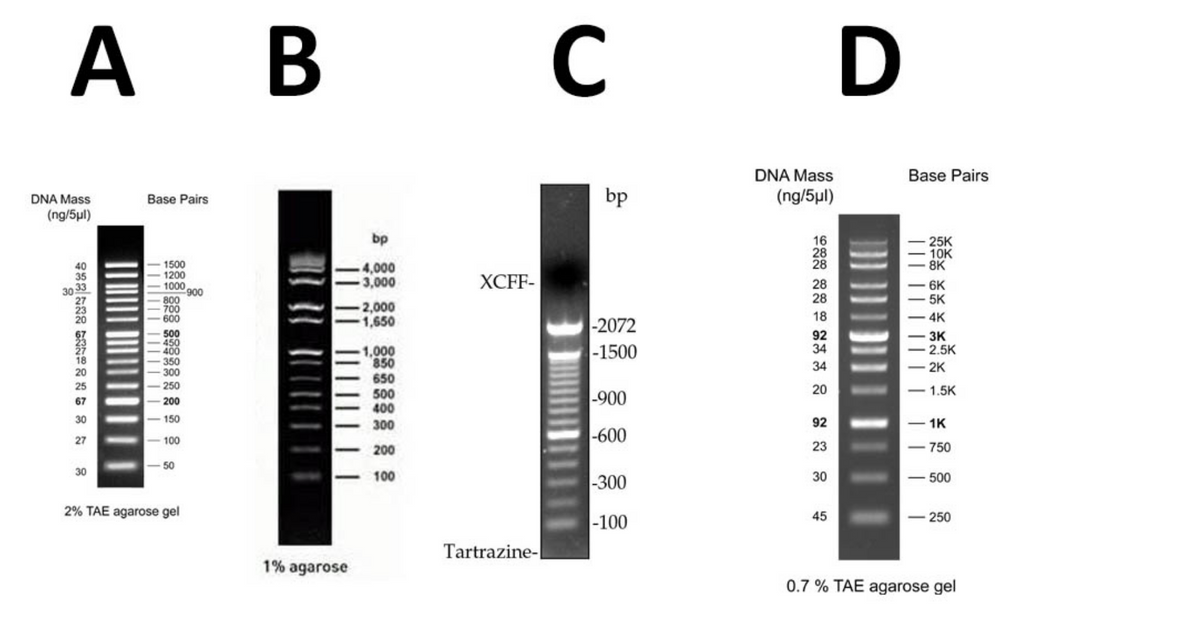 A B C D
DNA Mass
(ng/5μl)
25
67
30
27
30
Base Pairs
||||||||||||||
1500
1200
1000
800
700
600
500
450
400
350
300
250
-200
-150
100
-50
2% TAE agarose gel
900
1% agarose
bp
4,000
3,000
2,000
1,650
1,000
850
650
500
400
300
200
100
XCFF-
Tartrazine-|
bp
-2072
-1500
-900
-600
-300
-100
DNA Mass
(ng/5μl)
16
28
28
28
28
18
92
34
34
20
92
23
30
45
Base Pairs
| | || |
25K
10K
8K
6K
5K
- 4K
- 3K
-2.5K
<<-2K
-1.5K
- 1K
-750
- 500
- 250
0.7% TAE agarose gel