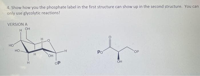 4. Show how you the phosphate label in the first structure can show up in the second structure. You can
only use glycolytic reactions!
VERSION A
H OH
НО
НО
H
H
OH
OP
H
Po
OH
OP