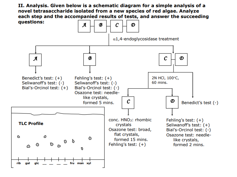 II. Analysis. Given below is a schematic diagram for a simple analysis of a
novel tetrasaccharide isolated from a new species of red algae. Analyze
each step and the accompanied results of tests, and answer the succeeding
questions:
A
B
C
D
a1,4-endoglycosidase treatment
A
B
C
D
Benedict's test: (+)
Seliwanoff's test: (-)
Fehling's test: (+)
Seliwanoff's test: (-)
Bial's-Orcinol test: (+) Bial's-Orcinol test: (-)
Osazone test: needle-
like crystals,
2N HCI, 100°C,
60 mins.
formed 5 mins.
C
D
Benedict's test (-)
conc. HNO3: rhombic
crystals
Osazone test: broad,
flat crystals,
formed 15 mins.
Fehling's test: (+)
Seliwanoff's test: (+)
Bial's-Orcinol test: (-)
TLC Profile
Osazone test: needle-
like crystals,
formed 2 mins.
Fehling's test: (+)
rib
gal
glc
fru
man xyl
-
-
