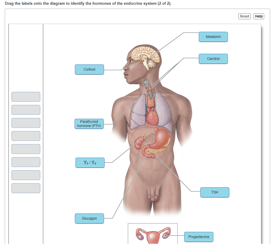 Drag the labels onto the diagram to identify the hormones of the endocrine system (2 of 2).
‒‒‒‒‒‒‒‒
Cortisol
Parathyroid
hormone (PTH)
T3/T4
Glucagon
Melatonin
Calcitrol
Progesterone
TSH
Reset Help