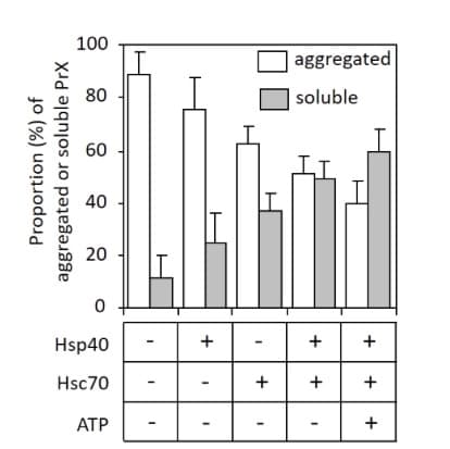 aggregated
soluble
60
40
20
Hsp40
Hsc70
+
ATP
+
+
+
+
+
+
80
aggregated or soluble PrX
Proportion (%) of
