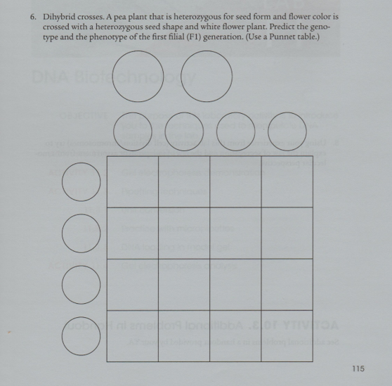 6. Dihybrid crosses. A pea plant that is heterozygous for seed form and flower color is
crossed with a heterozygous seed shape and white flower plant. Predict the geno-
type and the phenotype of the first filial (F1) generation. (Use a Punnet table.)
DNA Biochno
og n
115
