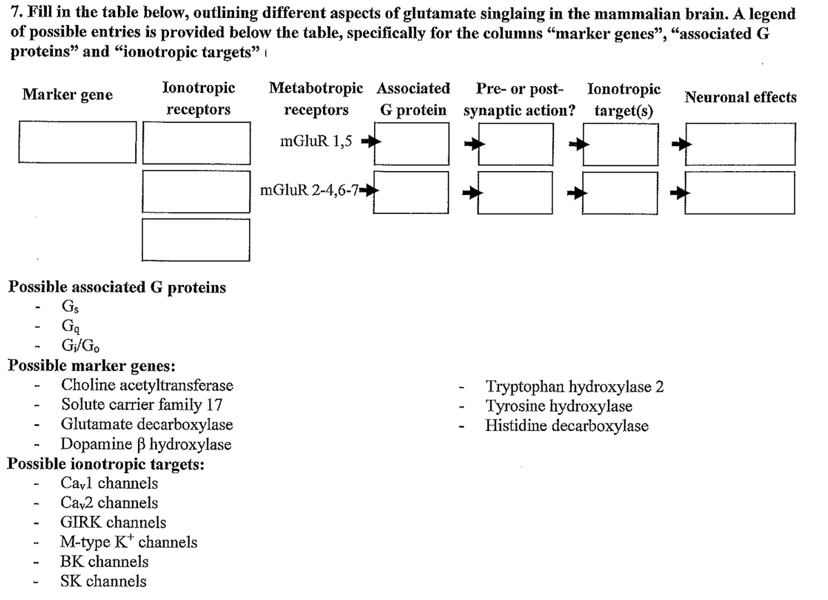 7. Fill in the table below, outlining different aspects of glutamate singlaing in the mammalian brain. A legend
of possible entries is provided below the table, specifically for the columns "marker genes", “associated G
proteins" and "ionotropic targets"
Marker gene
Ionotropic
receptors
Possible associated G proteins
Gs
Gą
G₁/Go
Possible marker genes:
Choline acetyltransferase
Solute carrier family 17
Glutamate decarboxylase
Dopamine ß hydroxylase
Possible ionotropic targets:
Cayl channels
Cav2 channels
GIRK channels
M-type K¹ channels
BK channels
SK channels
Metabotropic Associated
receptors G protein
mGluR 1,5
mGluR 2-4,6-7-
Pre- or post- Ionotropic Neuronal effects
synaptic action? target(s)
Tryptophan hydroxylase 2
Tyrosine hydroxylase
Histidine decarboxylase
