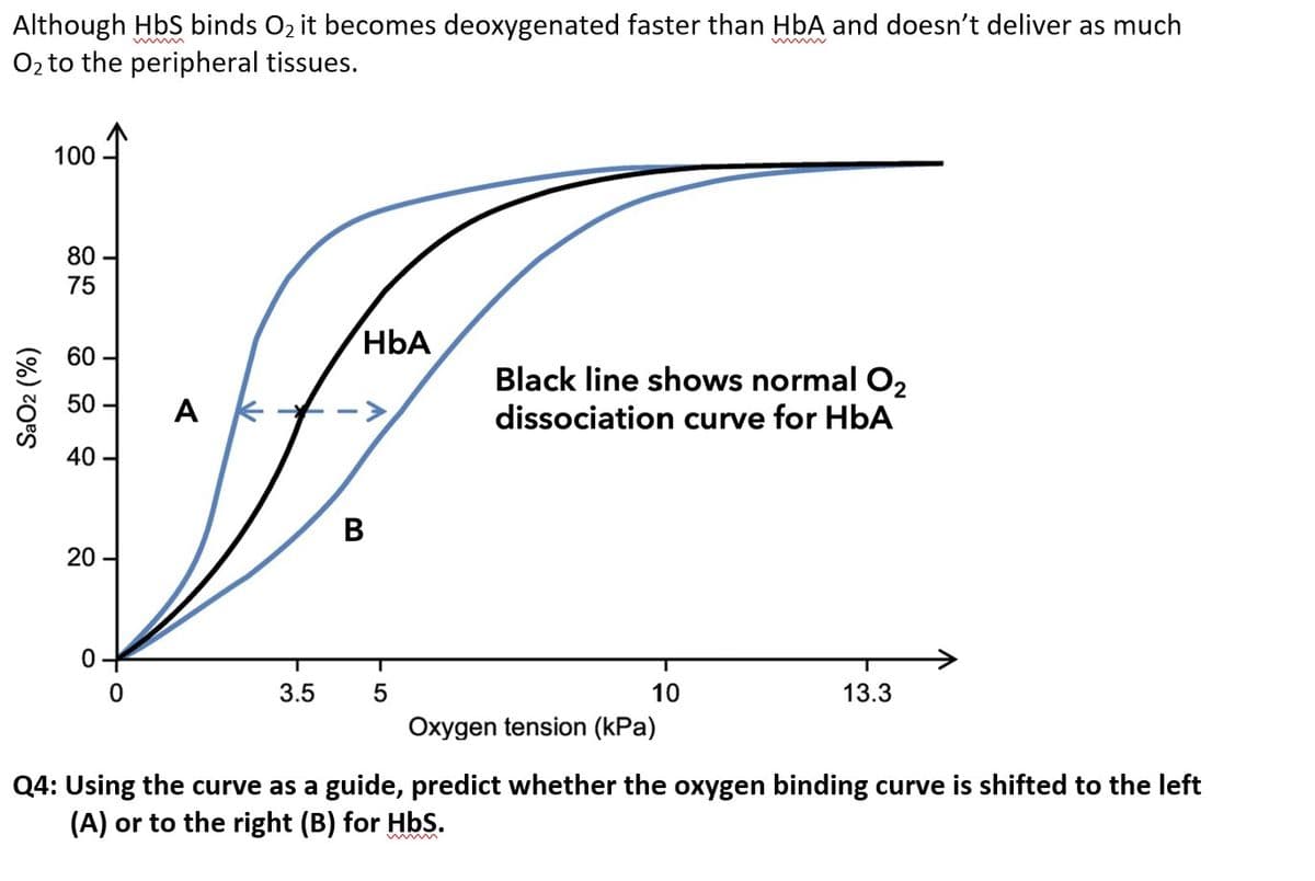 Although HbS binds O2 it becomes deoxygenated faster than HbA and doesn't deliver as much
O2 to the peripheral tissues.
100
80
75
HbA
60
Black line shows normal O2
50
A K
dissociation curve for HbA
40
В
0구
3.5
10
13.3
Oxygen tension (kPa)
Q4: Using the curve as a guide, predict whether the oxygen binding curve is shifted to the left
(A) or to the right (B) for Hbs.
20
SaO2 (%)
