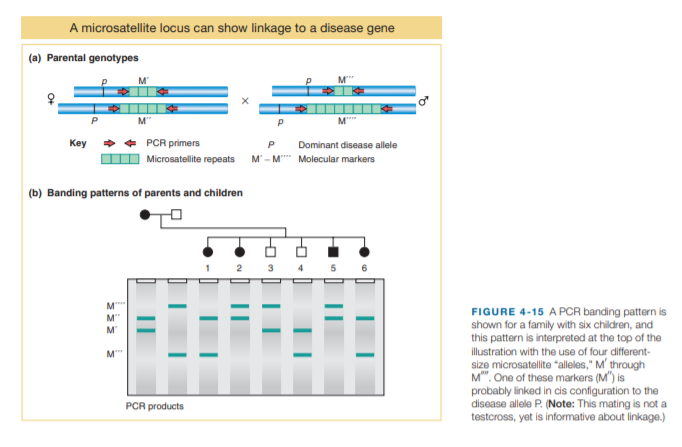 A microsatellite locus can show linkage to a disease gene
(a) Parental genotypes
M"
Key + + PCR primers
Dominant disease allele
Microsatellite repeats
M - M" Molecular markers
(b) Banding patterns of parents and children
M
M"
M'
FIGURE 4-15 A PCR banding pattern is
shown for a family with six children, and
this pattern is interpreted at the top of the
illustration with the use of four different-
size microsatellite "alleles," M' through
M". One of these markers (M") is
probably linked in cis configuration to the
disease allele P. (Note: This mating is not a
testcross, yet is informative about linkage.)
PCR products
