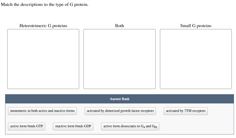 Match the descriptions to the type of G protein.
Heterotrimeric G proteins
monomeric in both active and inactive forms
active form binds GTP
Both
inactive form binds GDP
Answer Bank
activated by dimerized growth factor receptors
active form dissociates to Go and Goy
Small G proteins
activated by 7TM receptors