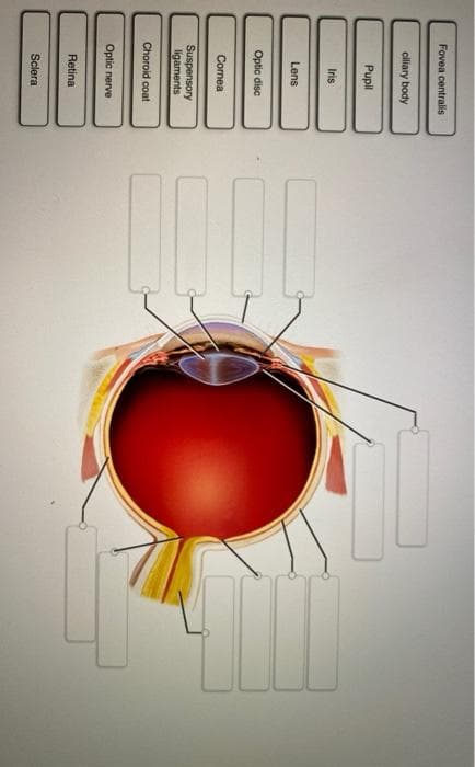 Fovea centralis
ciliary body
Pupil
Iris
Lens
Optic disc
Cornea
Suspensory
ligaments
Choroid coat
Optic nerve
Retina
Sclera