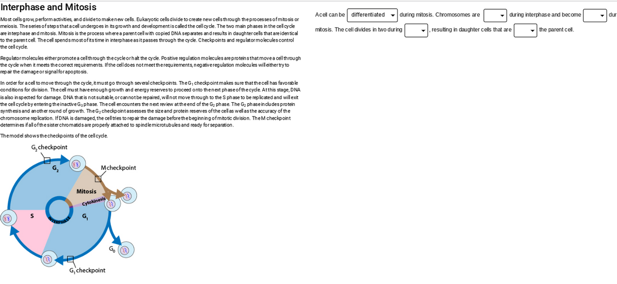 Interphase and Mitosis
Most cells grow, perform activities, and divide to make new cells. Eukaryotic cells divide to create new cells through the processes of mitosis or
meiosis. The series of steps that a cell undergoes in its growth and development is called the cell cycle. The two main phases in the cell cycle
are interphase and mitosis. Mitosis is the process where a parent cell with copied DNA separates and results in daughter cells that are identical
to the parent cell. The cell spends most of its time in interphase as it passes through the cycle. Checkpoints and regulator molecules control
the cell cycle.
Regulator molecules either promote a cell through the cycle or halt the cycle. Positive regulation molecules are proteins that move a cell through
the cycle when it meets the correct requirements. If the cell does not meet the requirements, negative regulation molecules will either try to
repair the damage or signal for apoptosis.
In order for a cell to move through the cycle, it must go through several checkpoints. The G₁ checkpoint makes sure that the cell has favorable
conditions for division. The cell must have enough growth and energy reserves to proceed onto the next phase of the cycle. At this stage, DNA
is also inspected for damage. DNA that is not suitable, or can not be repaired, will not move through to the S phase to be replicated and will exit
the cell cycle by entering the inactive Go phase. The cell encounters the next review at the end of the G₂ phase. The G₂ phase includes protein
synthesis and another round of growth. The G₂ checkpoint assesses the size and protein reserves of the cell as well as the accuracy of the
chromosome replication. If DNA is damaged, the cell tries to repair the damage before the beginning of mitotic division. The M checkpoint
determines if all of the sister chromatids are properly attached to spindle microtubules and ready for separation.
The model shows the checkpoints of the cell cycle.
G₂ checkpoint
Mitosis
Mcheckpoint
Cytokinesis
G₁
G, checkpoint
Acell can be
mitosis. The cell divides in two during
differentiated
during mitosis. Chromosomes are
during interphase and become
the parent cell.
, resulting daughter cells that are
dur