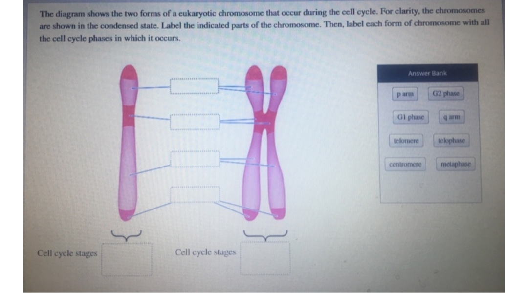 The diagram shows the two forms of a cukaryotic chromosome that occur during the cell cycle. For clarity, the chromosomes
are shown in the condensed state. Label the indicated parts of the chromosome. Then, label cach form of chromosome with all
the cell cycle phases in which it occurs.
Answer Bank
p arm
G2 phase
Gl phase
q arm
telomere
telophase
centromere
metaphase
Cell cycle stages
Cell cycle stages
