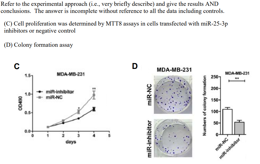 Refer to the experimental approach (i.e., very briefly describe) and give the results AND
conclusions. The answer is incomplete without reference to all the data including controls.
(C) Cell proliferation was determined by MTT8 assays in cells transfected with miR-25-3p
inhibitors or negative control
(D) Colony formation assay
C
OD490
1.0-
0.5-
0.0+
MDA-MB-231
miR-inhibitor
miR-NC
days
w.
ITH
D
miR-NC
miR-inhibitor
MDA-MB-231
Numbers of colony formation
250-
200-
150-
100-
50-
MDA-MB-231
miR-NC
miR-inhibitor