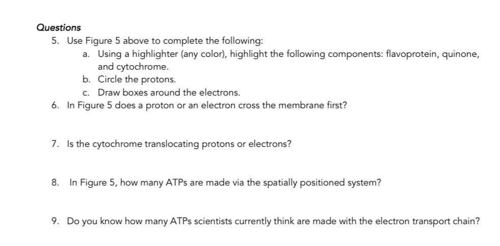 Questions
5. Use Figure 5 above to complete the following:
a. Using a highlighter (any color), highlight the following components: flavoprotein, quinone,
and cytochrome.
b. Circle the protons.
c. Draw boxes around the electrons.
6. In Figure 5 does a proton or an electron cross the membrane first?
7. Is the cytochrome translocating protons or electrons?
8. In Figure 5, how many ATPs are made via the spatially positioned system?
9. Do you know how many ATPs scientists currently think are made with the electron transport chain?