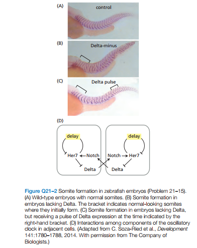 (A)
control
(B)
Delta-minus
(C)
Delta pulse
(D)
delay
delay
Her7 +Notch
Notch Her7
Delta
Delta
Figure Q21-2 Somite formation in zebrafish embryos (Problem 21-15).
(A) Wild-type embryos with normal somites. (B) Somite formation in
embryos lacking Delta. The bracket indicates normal-looking somites
where they initially form. (C) Somite formation in embryos lacking Delta,
but receiving a pulse of Delta expression at the time indicated by the
right-hand bracket. (D) Interactions among components of the oscillatory
clock in adjacent cells. (Adapted from C. Soza-Ried et al., Development
141:1780-1788, 2014. With permission from The Company of
Biologists.)
