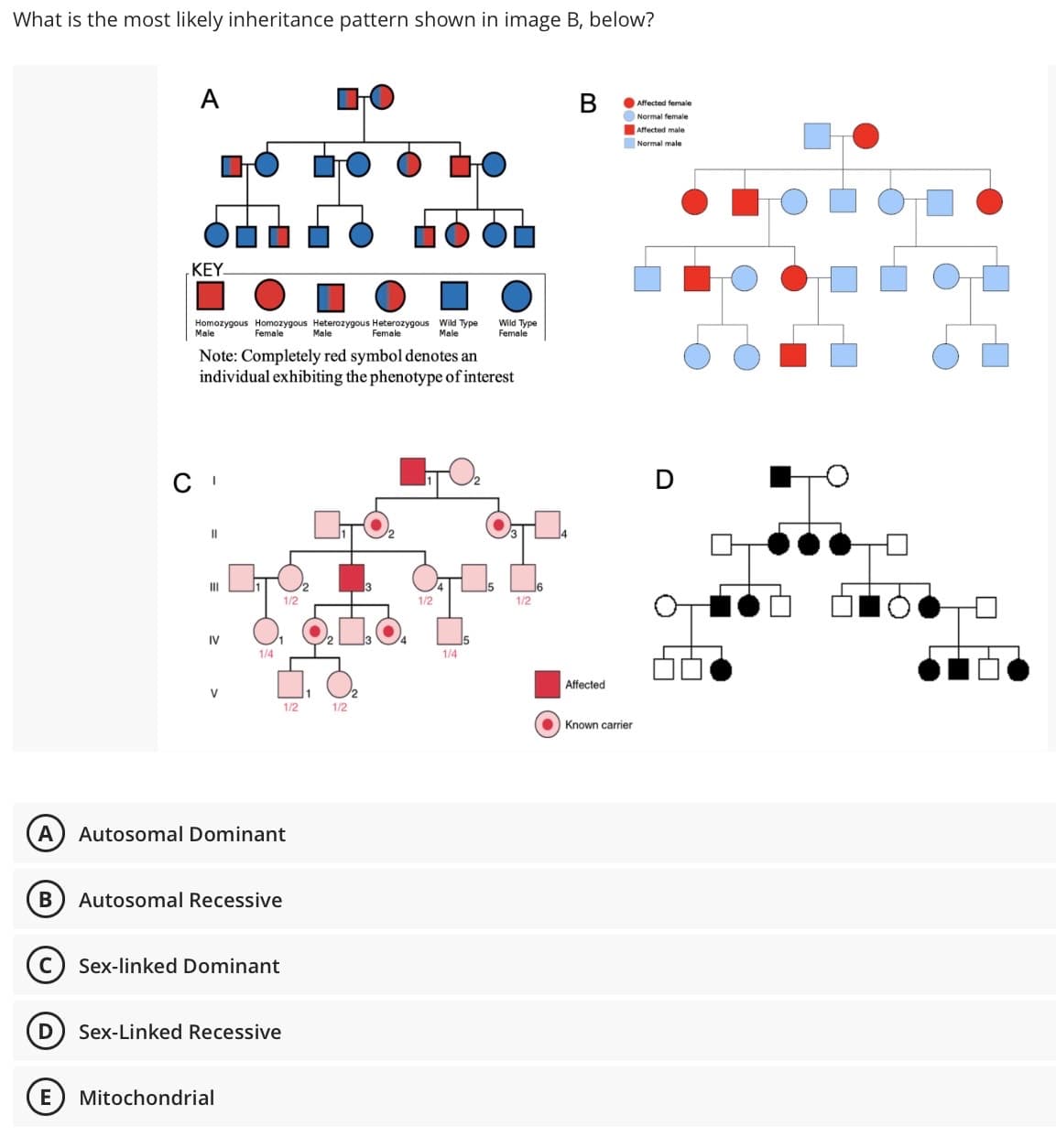 What is the most likely inheritance pattern shown in image B, below?
B
A
E
KEY
Homozygous Homozygous Heterozygous Heterozygous Wild Type
Male
Female
Male
Female
Male
Note: Completely red symbol denotes an
individual exhibiting the phenotype of interest
CI
11
III
IV
V
1/4
A Autosomal Dominant
Autosomal Recessive
Sex-linked Dominant
Sex-Linked Recessive
Mitochondrial
1/2
1/2
1/2
1/2
Wild Type
Female
1/4
1/2
B
Affected
Known carrier
Affected female
Normal female
Affected male
Normal male