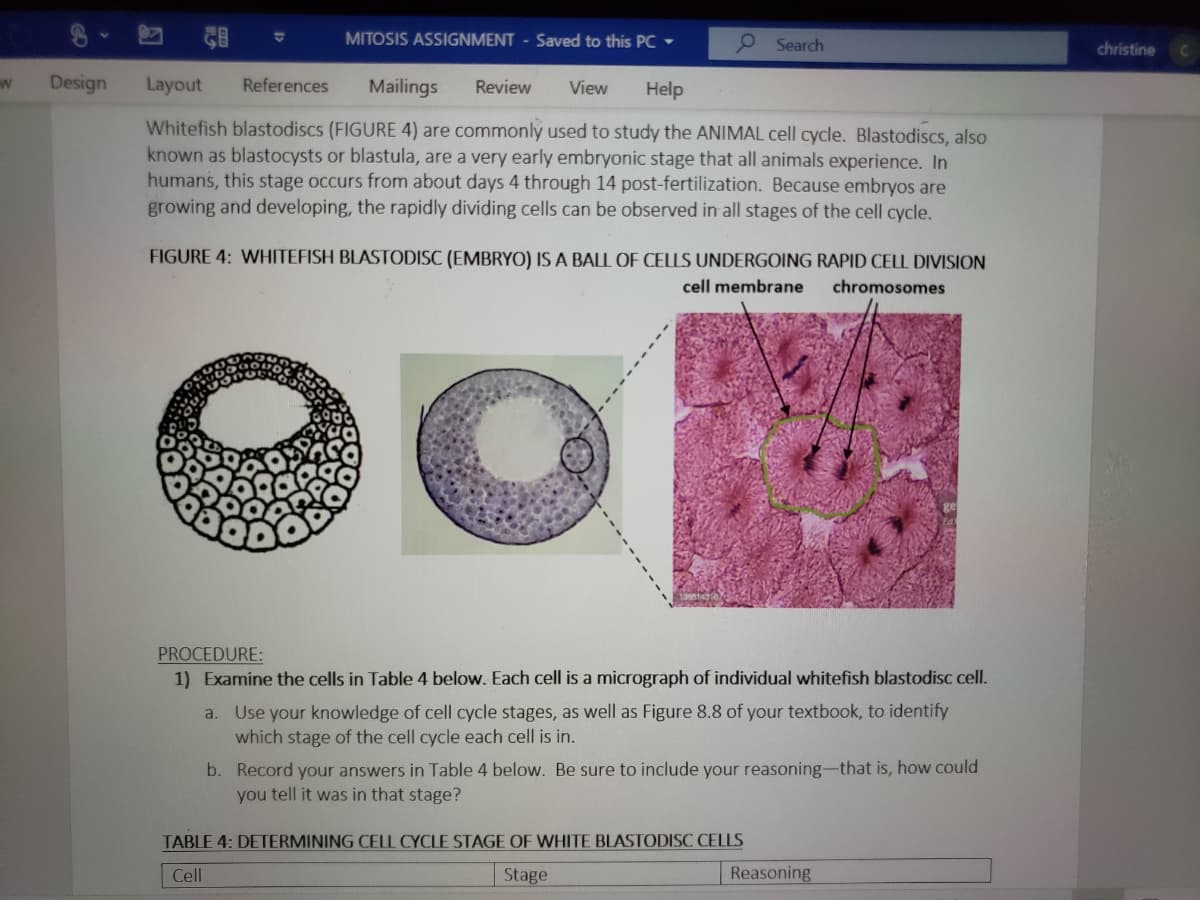 MITOSIS ASSIGNMENT - Saved to this PC
O Search
christine
Design
Layout
References
Mailings
Review
View
Help
Whitefish blastodiscs (FIGURE 4) are commonly used to study the ANIMAL cell cycle. Blastodiscs, also
known as blastocysts or blastula, are a very early embryonic stage that all animals experience. In
humans, this stage occurs from about days 4 through 14 post-fertilization. Because embryos are
growing and developing, the rapidly dividing cells can be observed in all stages of the cell cycle.
FIGURE 4: WHITEFISH BLASTODISC (EMBRYO) IS A BALL OF CELLS UNDERGOING RAPID CELL DIVISION
cell membrane
chromosomes
PROCEDURE:
1) Examine the cells in Table 4 below. Each cell is a micrograph of individual whitefish blastodisc cell.
a. Use your knowledge of cell cycle stages, as well as Figure 8.8 of your textbook, to identify
which stage of the cell cycle each cell is in.
b. Record your answers in Table 4 below. Be sure to include your reasoning-that is, how could
you tell it was in that stage?
TABLE 4: DETERMINING CELL CYCLE STAGE OF WHITE BLASTODISC CELLS
Cell
Stage
Reasoning
