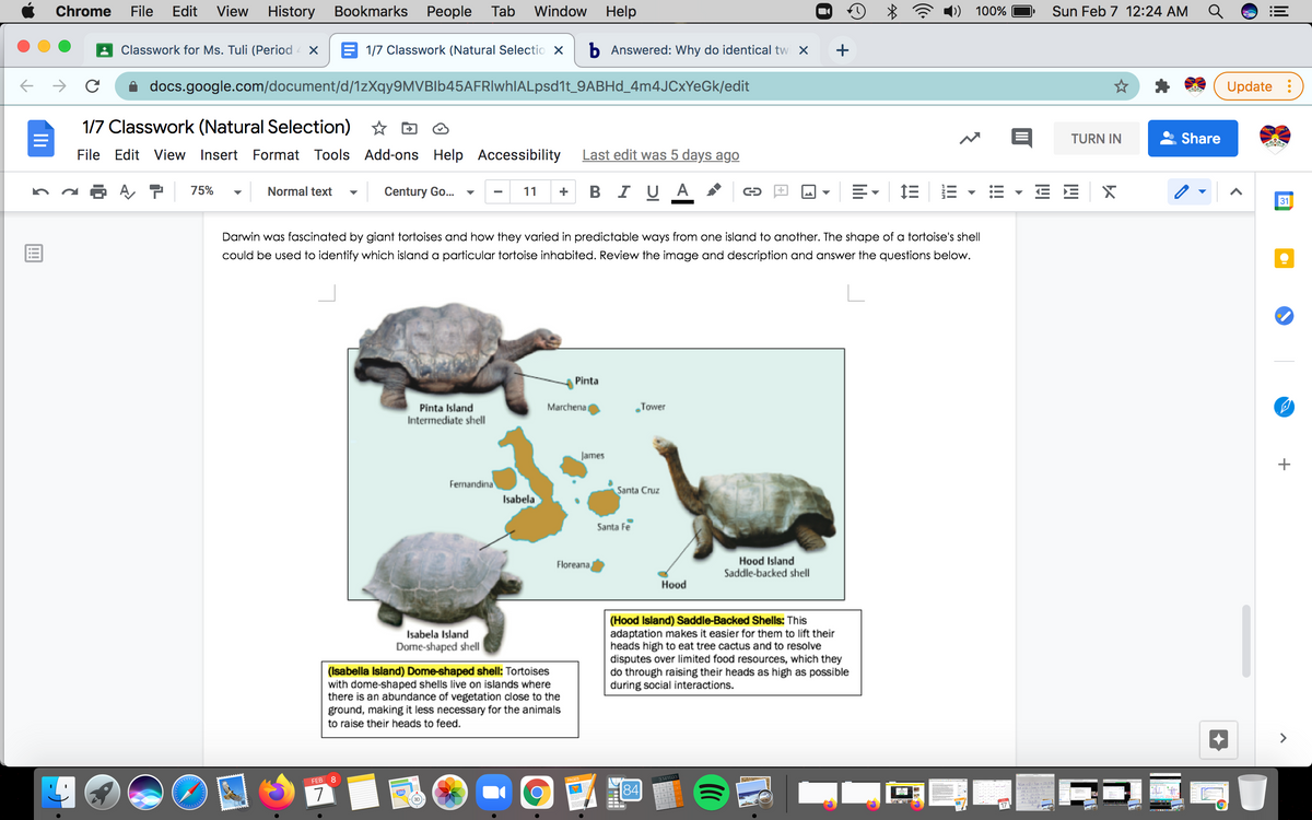 Chrome File Edit View History Bookmarks People Tab Window Help
* * 4)) 100%
Sun Feb 7 12:24 AM Q
B Classwork for Ms. Tuli (Period x E 1/7 Classwork (Natural Selectio xb Answered: Why do identical tw x
+
i docs.google.com/document/d/1zXqy9MVBIb45AFRlwhIALpsd1t_9ABHD_4M4JCXYEGK/edit
* *(Update
1/7 Classwork (Natural Selection) * O O
TURN IN
A Share
File Edit View Insert Format Tools Add-ons Help Accessibility Last edit was 5 days ago
11 + BI U A
E- 1E E - E - E E X
75%
Normal text
Century Go.
31
Darwin was fascinated by giant tortoises and how they varied in predictable ways from one island to another. The shape of a tortoise's shell
could be used to identify which island a particular tortoise inhabited. Review the image and description and answer the questions below.
Pinta
Pinta Island
Intermediate shell
Marchena
„Tower
James
Fermandina
Santa Cruz
Isabela
Santa fe
Floreana
Hood Island
Saddle-backed shell
Hood
(Hood Island) Saddle-Backed Shells: This
adaptation makes it easier for them to lift their
heads high to eat tree cactus and to resolve
disputes over limited food resources, which they
do through raising their heads as high as possible
during social interactions.
Isabela Island
Dome-shaped shell
(Isabella Island) Dome-shaped shell: Tortoises
with dome-shaped shells live on islands where
there is an abundance of vegetation close to the
ground, making it less necessary for the animals
to raise their heads to feed.
>
FEB 8
7
84
