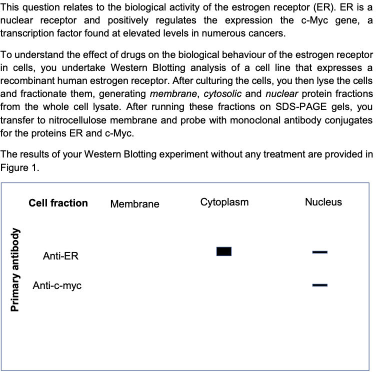 This question relates to the biological activity of the estrogen receptor (ER). ER is a
nuclear receptor and positively regulates the expression the c-Myc gene, a
transcription factor found at elevated levels in numerous cancers.
To understand the effect of drugs on the biological behaviour of the estrogen receptor
in cells, you undertake Western Blotting analysis of a cell line that expresses a
recombinant human estrogen receptor. After culturing the cells, you then lyse the cells
and fractionate them, generating membrane, cytosolic and nuclear protein fractions
from the whole cell lysate. After running these fractions on SDS-PAGE gels, you
transfer to nitrocellulose membrane and probe with monoclonal antibody conjugates
for the proteins ER and c-Myc.
The results of your Western Blotting experiment without any treatment are provided in
Figure 1.
Primary antibody
Cell fraction
Anti-ER
Anti-c-myc
Membrane
Cytoplasm
Nucleus
| |