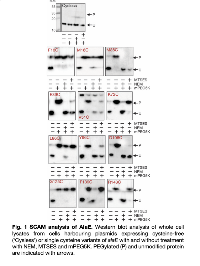 kDa
55 Cysless
35
20
10
F16C
E39C
L860
G125C
+++
+P
←U
M18C
V51C
+ +
Y96C
+
F139C
+
+++
M36C
K72C
-+MTSES
+ NEM
+++mPEG5K
+P
|D106C
+U
R143C
+P
-+MTSES
+- NEM
+++mPEG5K
◆U
+P
+U
+ MTSES
+ - NEM
+++mPEG5K
+P
TU
- + MTSES
- NEM
+++mPEG5K
+++
Fig. 1 SCAM analysis of AlaE. Western blot analysis of whole cell
lysates from cells harbouring plasmids expressing cysteine-free
('Cysless') or single cysteine variants of alaE with and without treatment
with NEM, MTSES and mPEG5K. PEGylated (P) and unmodified protein
are indicated with arrows.