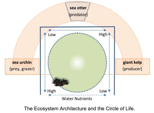 sea otter
(predator)
Low
High
sea urchin
giant kelp
(prey, grazer)
(producer)
High
Low
Water Nutrients
The Ecosystem Architecture and the Circle of Life.
