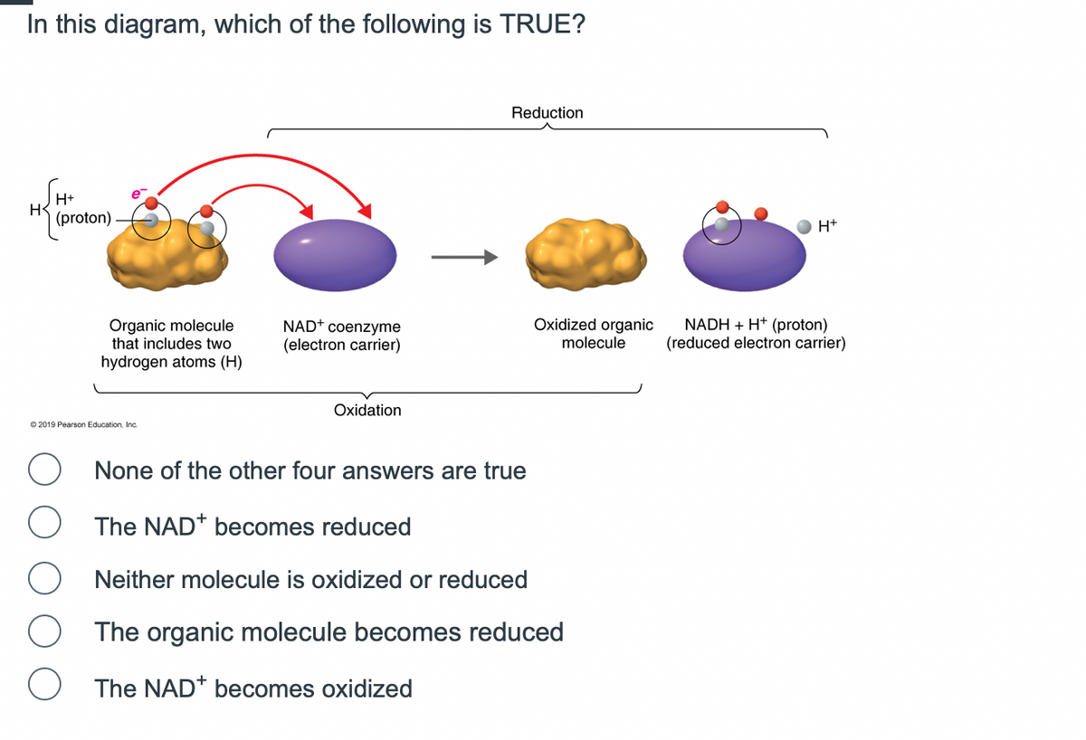 In this diagram, which of the following is TRUE?
H
H+
(proton)
e-
Organic molecule
that includes two
hydrogen atoms (H)
©2019 Pearson Education, Inc.
NAD+ coenzyme
(electron carrier)
Oxidation
Reduction
O None of the other four answers are true
O The NAD+ becomes reduced
Oxidized organic
molecule
Neither molecule is oxidized or reduced
The organic molecule becomes reduced
The NAD+ becomes oxidized
H+
NADH + H+ (proton)
(reduced electron carrier)