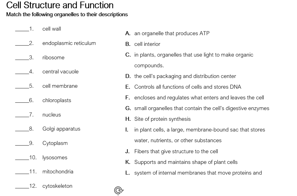 Cell Structure and Function
Match the following organelles to their descriptions
1.
2.
3.
4.
5.
cell wall
8.
endoplasmic reticulum
ribosome
9.
central vacuole
6. chloroplasts
cell membrane
7. nucleus
Golgi apparatus
Cytoplasm
10. lysosomes
11. mitochondria
12. cytoskeleton
A. an organelle that produces ATP
B. cell interior
C. in plants, organelles that use light to make organic
compounds.
D. the cell's packaging and distribution center
E. Controls all functions of cells and stores DNA
F. encloses and regulates what enters and leaves the cell
G. small organelles that contain the cell's digestive enzymes
H. Site of protein synthesis
I.
in plant cells, a large, membrane-bound sac that stores
water, nutrients, or other substances
J. Fibers that give structure to the cell
K. Supports and maintains shape of plant cells
L. system of internal membranes that move proteins and