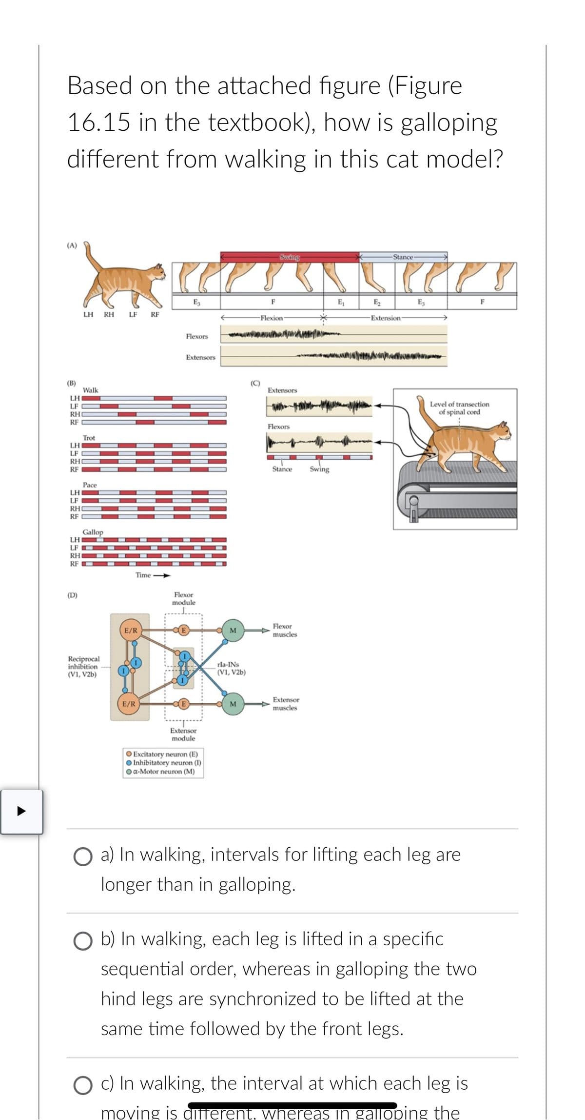 Based on the attached figure (Figure
16.15 in the textbook), how is galloping
different from walking in this cat model?
(A)
Swing
Stance-
Е3
F
E₁
Е2
Ез
F
LH RH
LF RF
Flexion-
Extension
Flexors
(B)
Walk
LH
LF
RHO
RF
Trot
LH
LF
RH
Extensors
(C)
Extensors
Flexors
Stance
Swing
Pace
LH
LF
RHO
RF
Gallop
LH
LF
RH
RF
-
(D)
Reciprocal
inhibition
(V1, V2b)
Time
Flexor
module
E/R
CE
Flexor
M
muscles
E/R
Extensor
module
O Excitatory neuron (E)
Inhibitatory neuron (I)
Oa-Motor neuron (M)
rla-INS
(V1, V2b)
M
Extensor
muscles
Level of transection
of spinal cord
a) In walking, intervals for lifting each leg are
longer than in galloping.
O b) In walking, each leg is lifted in a specific
sequential order, whereas in galloping the two
hind legs are synchronized to be lifted at the
same time followed by the front legs.
O c) In walking, the interval at which each leg is
moving is different, whereas in galloping the