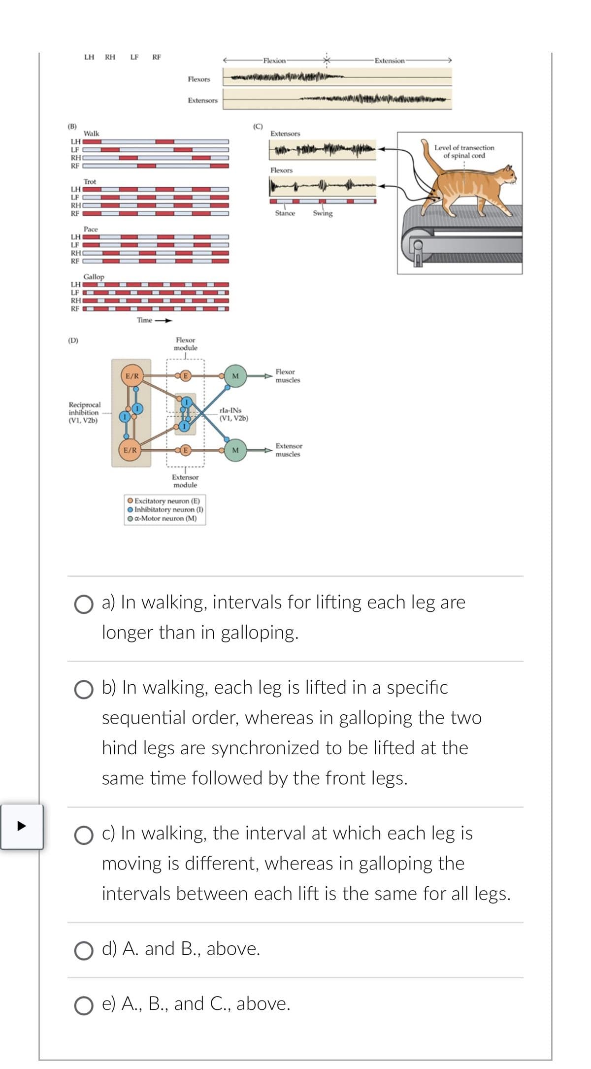 LH
RH
LF RF
RH
-Flexion-
Extension-
Flexors
Extensors
(B)
Walk
(C)
Extensors
LH
LF
RH
RF
Flexors
Trot
LH
LF
RHO
RF
Stance
Swing
Pace
LH
LF
RHO
RF
Gallop
LH
LF
RHI
RF
(D)
Reciprocal
inhibition
(V1, V2b)
E/R
E/R
Time->>>>
Flexor
module
Extensor
module
O Excitatory neuron (E)
Inhibitatory neuron (I)
Oa-Motor neuron (M)
Flexor
M
muscles
rla-INS
(V1, V2b)
M
Extensor
muscles
Level of transection
of spinal cord
O a) In walking, intervals for lifting each leg are
longer than in galloping.
b) In walking, each leg is lifted in a specific
sequential order, whereas in galloping the two
hind legs are synchronized to be lifted at the
same time followed by the front legs.
O c) In walking, the interval at which each leg is
moving is different, whereas in galloping the
intervals between each lift is the same for all legs.
O d) A. and B., above.
O e) A., B., and C., above.