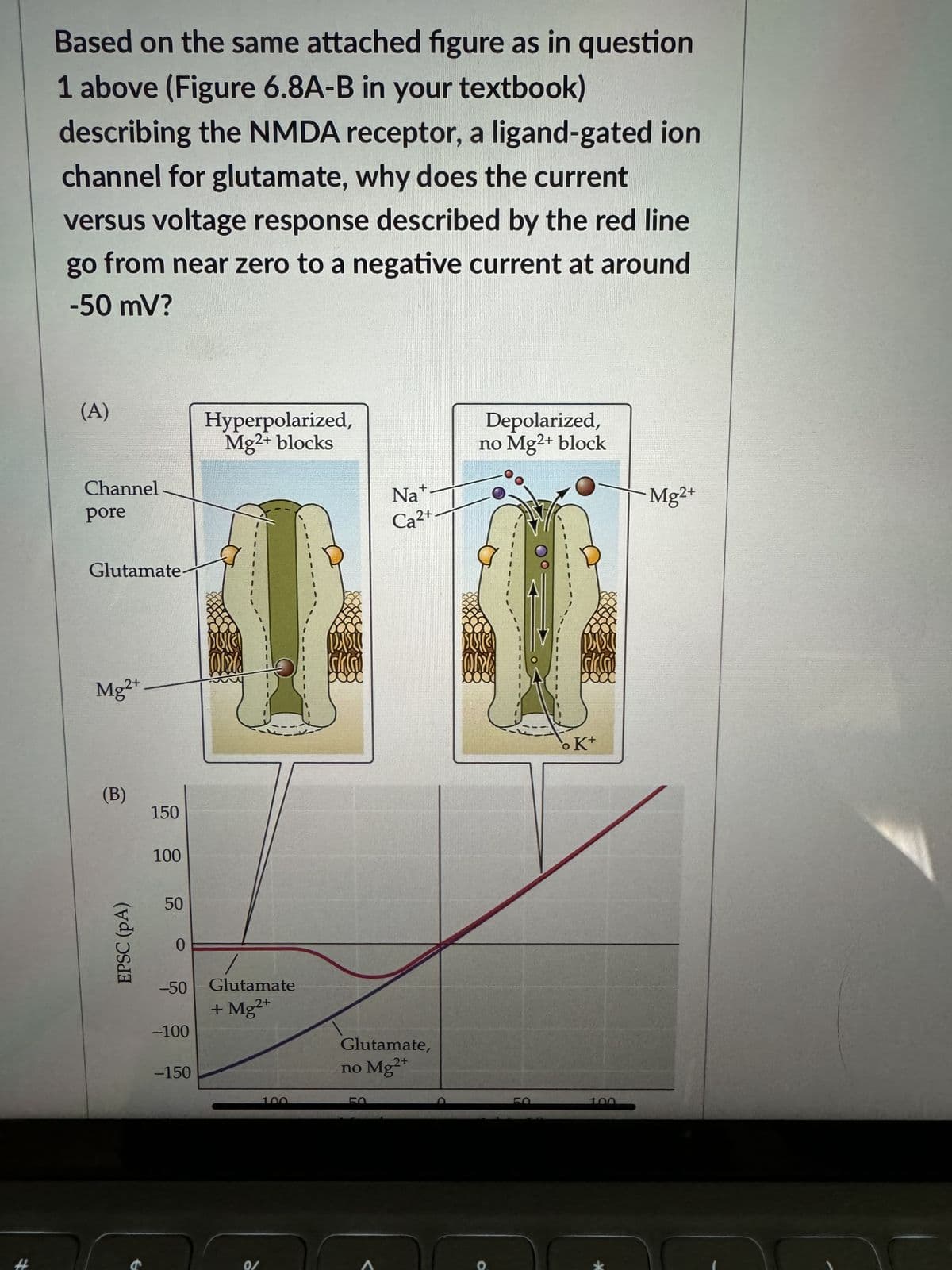 Based on the same attached figure as in question
1 above (Figure 6.8A-B in your textbook)
describing the NMDA receptor, a ligand-gated ion
channel for glutamate, why does the current
versus voltage response described by the red line
go from near zero to a negative current at around
-50 mV?
(A)
Channel
pore
Glutamate
Mg2+
(B)
EPSC (PA)
150
100
50
0
-50
-100
-150
Hyperpolarized,
Mg2+ blocks
ORA
Glutamate
+ Mg2+
0/
+
Na
Ca²+
Glutamate,
no Mg2+
Depolarized,
no Mg2+ block
while
K+
100
Mg2+