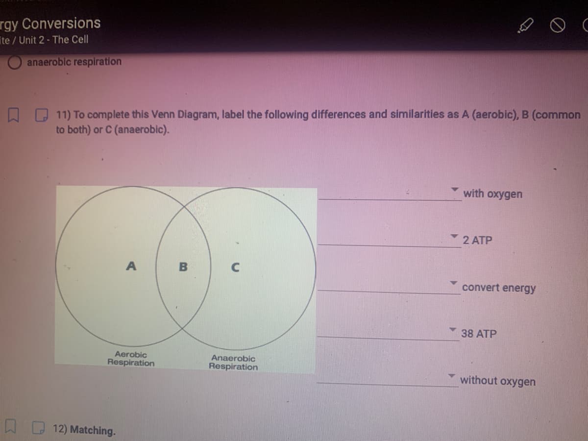 rgy Conversions
ite / Unit 2 - The Cell
anaeroblc respiration
11) To complete this Venn Diagram, label the following differences and similarities as A (aerobic), B (common
to both) or C (anaerobic).
with oxygen
2 ATP
B
convert energy
38 ATP
Aerobic
Respiration
Anaerobic
Respiration
without oxygen
W 12) Matching.
