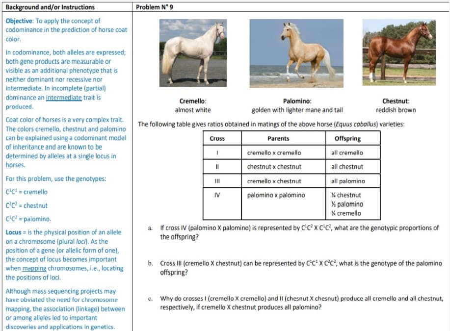 Background and/or Instructions
Problem N° 9
Objective: To apply the concept of
codominance in the prediction of horse coat
color.
In codominance, both alleles are expressed;
both gene products are measurable or
visible as an additional phenotype that is
neither dominant nor recessive nor
intermediate. In incomplete (partial)
dominance an intermediate trait is
produced.
Cremello:
Palomino:
Chestnut:
almost white
golden with lighter mane and tail
reddish brown
Coat color of horses is a very complex trait.
The colors cremello, chestnut and palomino
can be explained using a codominant model
The following table gives ratios obtained in matings of the above horse (Equus caballus) varieties:
Cross
Parents
Offspring
of inheritance and are known to be
cremello x cremello
all cremello
determined by alleles at a single locus in
horses.
chestnut x chestnut
all chestnut
For this problem, use the genotypes:
II
cremello x chestnut
all palomino
C'C' = cremello
C'C? = chestnut
IV
palomino x palomino
% chestnut
% palomino
% cremello
c'c' = palomino.
a. If cross IV (palomino X palomino) is represented by C'C² x c'C², what are the genotypic proportions of
the offspring?
Locus = is the physical position of an allele
on a chromosome (plural loci). As the
position of a gene (or allelic form of one),
the concept of locus becomes important
when mapping chromosomes, i.e., locating
the positions of loci.
b. Cross I (remello x chestnut) can be represented by C'C* x C°C², what is the genotype of the palomino
offspring?
Although mass sequencing projects may
have obviated the need for chromosome
mapping, the association (linkage) between
or among alleles led to important
discoveries and applications in genetics.
c. Why do crosses I (cremello X cremello) and II (chesnut X chesnut) produce all cremello and all chestnut,
respectively, if cremello X chestnut produces all palomino?
