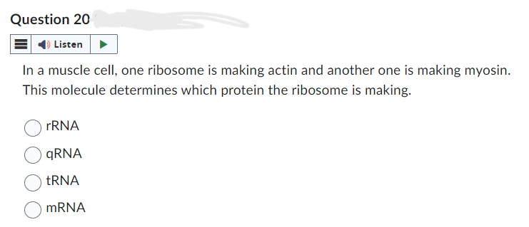 Question 20
Listen
In a muscle cell, one ribosome is making actin and another one is making myosin.
This molecule determines which protein the ribosome is making.
rRNA
qRNA
tRNA
mRNA