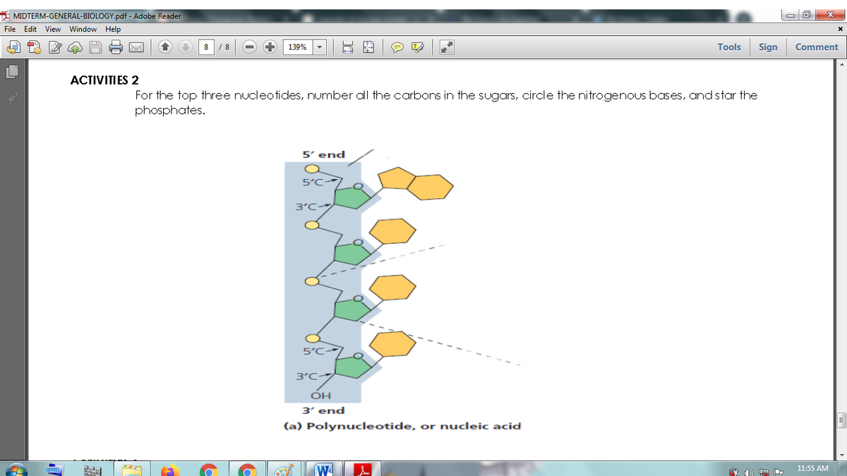 A MIDTERM-GENERAL-BIOLOGY.pdf - Adobe Reader
File Edit View Window Help
139%
Tools
Sign
Comment
ACTIVITIES 2
For the top three nucleotides, number all the carbons in the sugars, circle the nitrogenous bases, and star the
phosphates.
5' end
5'C
3'C-
5'C-
3'C-
3' end
(a) Polynucleotide, or nucleic acid
11:55 AM
* b)
