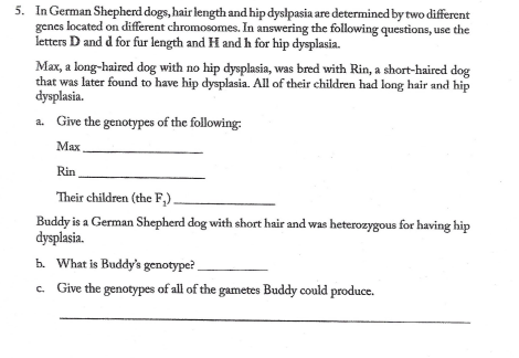 5. In German Shepherd dogs, hair length and hip dyslpasia are determined by two different
genes located on different chromosomes. In answering the following questions, use the
letters D and d for fur length and H and h for hip dysplasia.
Max, a long-haired dog with no hip dysplasia, was bred with Rin, a short-haired dog
that was later found to have hip dysplasia. All of their children had long hair and hip
dysplasia.
a. Give the genotypes of the following:
Мах
Rin
Their children (the F,)
Buddy is a German Shepherd dog with short hair and was heterozygous for having hip
dysplasia.
b. What is Buddy's genotype?
c. Give the genotypes of all of the gametes Buddy could produce.
