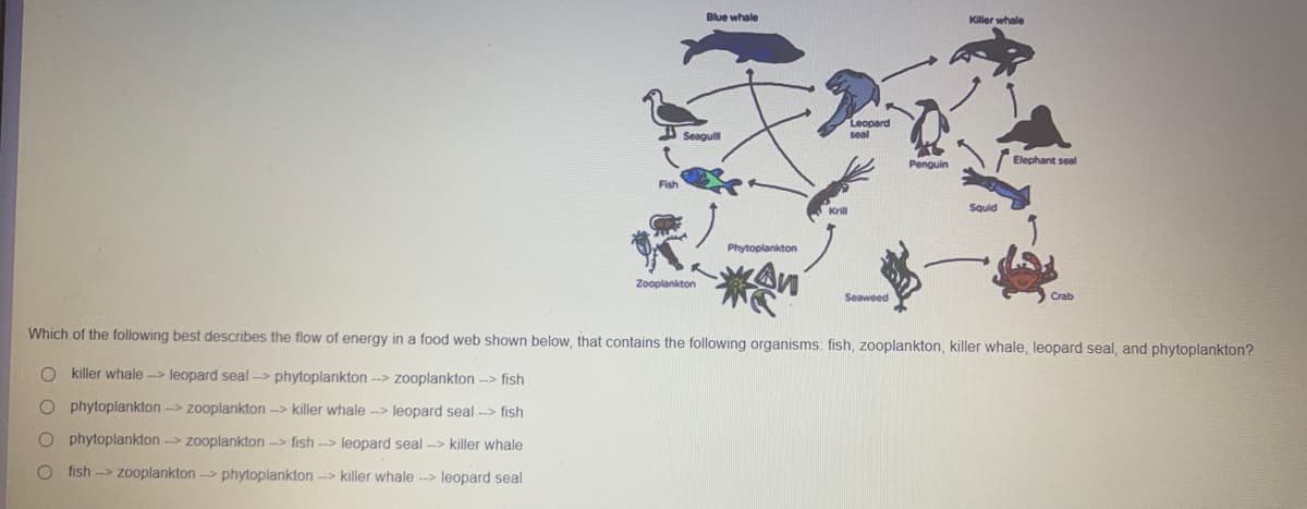 Blue whale
Killer whale
I Seagul
Leopard
seal
Elephant seal
Penguin
Fish
Krill
Squid
Phytoplankton
Zooplankton
Seaweed
Which of the following best describes the flow of energy in a food web shown below, that contains the following organisms: fish, zooplankton, killer whale, leopard seal, and phytoplankton?
killer whale -> leopard seal > phytoplankton --> zooplankton --> fish
phytoplankton -> zooplankton -> killer whale --> leopard seal --> fish
phytoplankton -> zooplankton -> fish --> leopard seal --> killer whale
fish -> zooplankton --> phytoplankton --> killer whale --> leopard seal
