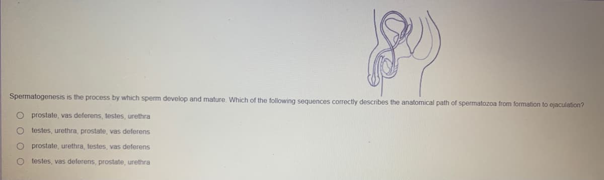 Spermatogenesis is the process by which sperm develop and mature. Which of the following sequences correctly describes the anatomical path of spermatozoa from formation to ejaculation?
prostate, vas deferens, testes, urethra
testes, urethra, prostate, vas deferens
prostate, urethra, testes, vas deferens
testes, vas deferens, prostate, urethra
O O O O
