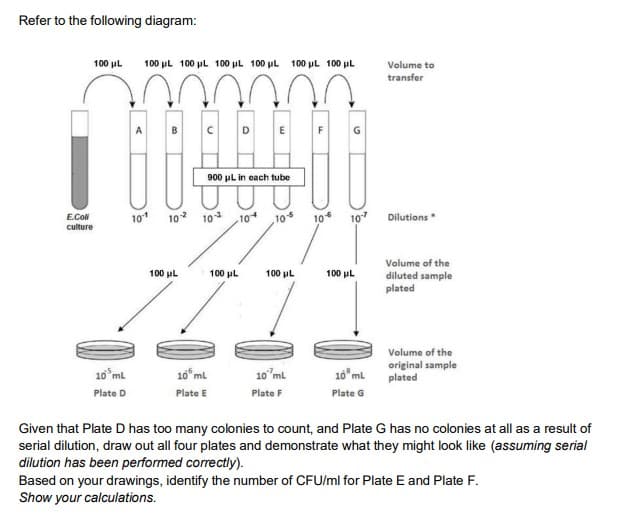 Refer to the following diagram:
100 ul
100 uL 100 pl 100 µL 100 pl 100 pL 100 pl
Volume to
transfer
A B C D E F G
900 uL in each tube
10
102 10
10
10
10
10
Dilutions
E.CoN
culture
Volume of the
diluted sample
plated
100 ul
100 μL
100 pL
100 ul
Volume of the
10 ml
10 ml
original sample
plated
10 ml
10 ml
Plate D
Plate E
Plate F
Plate G
Given that Plate D has too many colonies to count, and Plate G has no colonies at all as a result of
serial dilution, draw out all four plates and demonstrate what they might look like (assuming serial
dilution has been performed correctly).
Based on your drawings, identify the number of CFU/ml for Plate E and Plate F.
Show your calculations.
