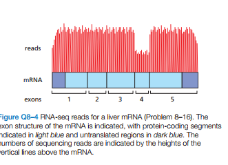 reads
MRNA
2
3 4
exons
Figure Q8-4 RNA-seq reads for a liver MRNA (Problem 8-16). The
exon structure of the MRNA is indicated, with protein-coding segments
ndicated in light blue and untranslated regions in dark blue. The
umbers of sequencing reads are indicated by the heights of the
ertical lines above the MRNA.

