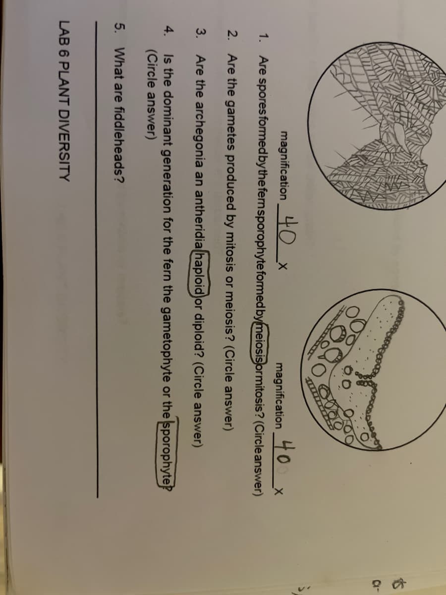 Bocas O
magnification 40
magnification 40 X
1.
Are spores formed by the fern sporophyte formed by meiosisormitosis? (Circle answer)
2.
Are the gametes produced by mitosis or meiosis? (Circle answer)
3.
Are the archegonia an antheridia haploid or diploid? (Circle answer)
4.
Is the dominant generation for the fern the gametophyte or the sporophyte?
(Circle answer)
5. What are fiddleheads?
LAB 6 PLANT DIVERSITY
48