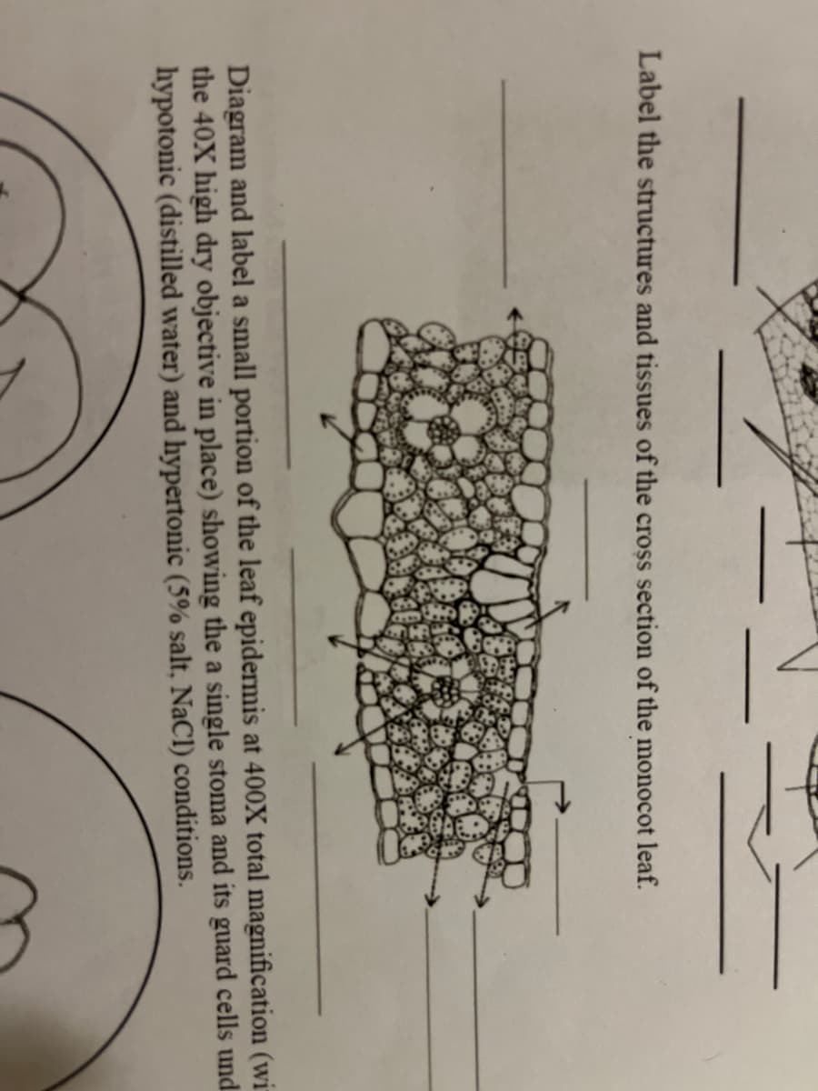 ▬▬▬
Label the structures and tissues of the cross section of the monocot leaf.
Diagram and label a small portion of the leaf epidermis at 400X total magnification (wi
the 40X high dry objective in place) showing the a single stoma and its guard cells und
hypotonic (distilled water) and hypertonic (5% salt, NaCl) conditions.