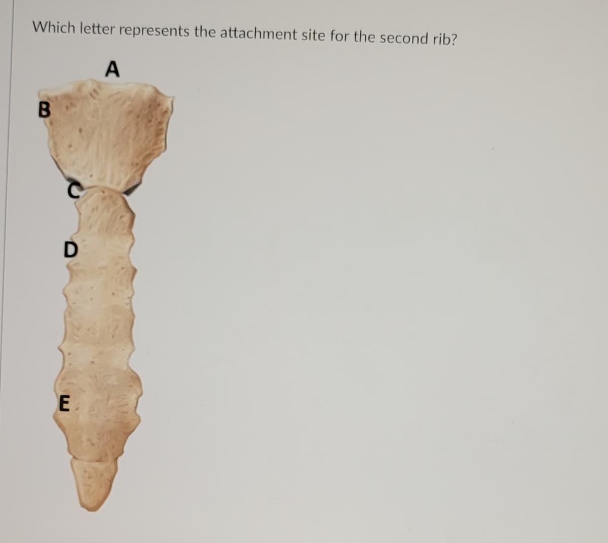 Which letter represents the attachment site for the second rib?
A
B
D
E