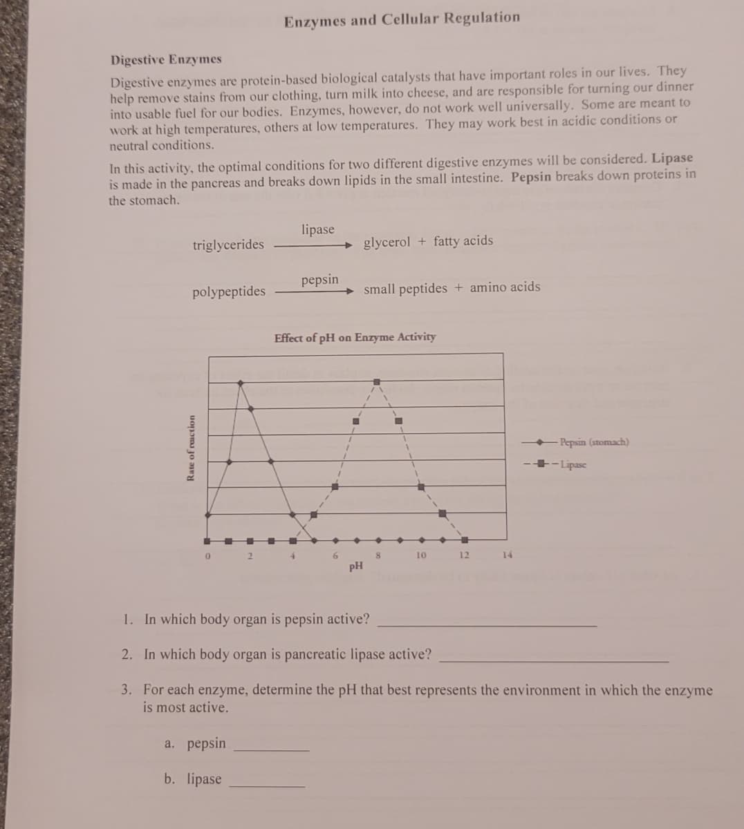 Digestive Enzymes
Digestive enzymes are protein-based biological catalysts that have important roles in our lives. They
help remove stains from our clothing, turn milk into cheese, and are responsible for turning our dinner
into usable fuel for our bodies. Enzymes, however, do not work well universally. Some are meant to
work at high temperatures, others at low temperatures. They may work best in acidic conditions or
neutral conditions.
In this activity, the optimal conditions for two different digestive enzymes will be considered. Lipase
is made in the pancreas and breaks down lipids in the small intestine. Pepsin breaks down proteins in
the stomach.
triglycerides
polypeptides
Enzymes and Cellular Regulation
Rate of reaction
a. pepsin
b. lipase
lipase
pepsin
glycerol + fatty acids
PH
small peptides + amino acids
Effect of pH on Enzyme Activity
8
10
12
14
Pepsin (stomach)
-Lipase
1. In which body organ is pepsin active?
2. In which body organ is pancreatic lipase active?
3. For each enzyme, determine the pH that best represents the environment in which the enzyme
is most active.
