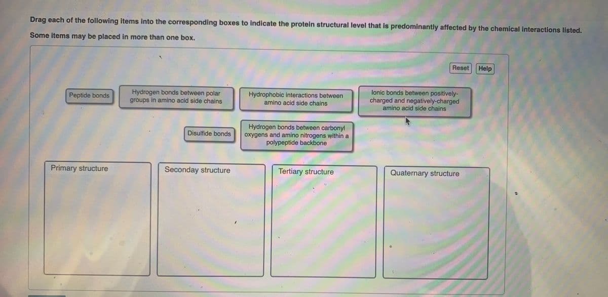 Drag each of the following items into the corresponding boxes to indicate the protein structural level that is predominantly affected by the chemical interactions listed.
Some items may be placed in more than one box.
Reset
Help
Hydrogen bonds between polar
groups in amino acid side chains
Hydrophobic interactions between
amino acid side chains
lonic bonds between positively-
charged and negatively-charged
amino acid side chains
Peptide bonds
Hydrogen bonds between carbonyl
oxygens and amino nitrogens within a
polypeptide backbone
Disulfide bonds
Primary structure
Seconday structure
Tertiary structure
Quaternary structure
