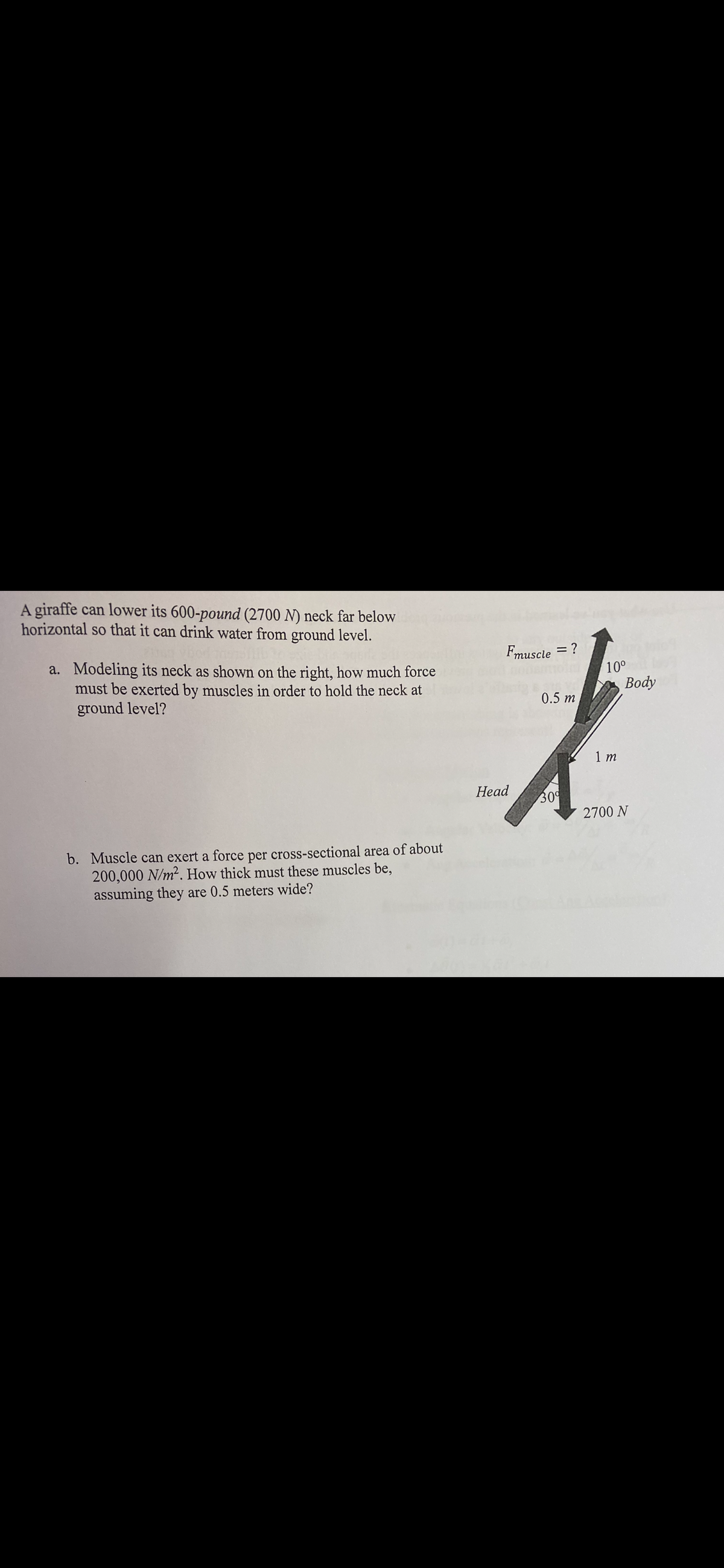 A giraffe can lower its 600-pound (2700 N) neck far below
horizontal so that it can drink water from ground level.
Fmuscle =
a. Modeling its neck as shown on the right, how much force
must be exerted by muscles in order to hold the neck at
ground level?
10°
Вody
0.5 m
1 m
Head
309
2700 N
b. Muscle can exert a force per cross-sectional area of about
200,000 N/m². How thick must these muscles be,
assuming they are 0.5 meters wide?
