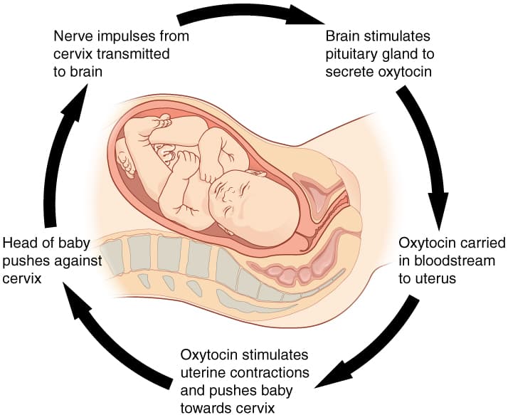 Nerve impulses from
cervix transmitted
Brain stimulates
pituitary gland to
secrete oxytocin
to brain
Head of baby
Oxytocin carried
in bloodstream
pushes against
cervix
to uterus
Oxytocin stimulates
uterine contractions
and pushes baby
towards cervix
య
