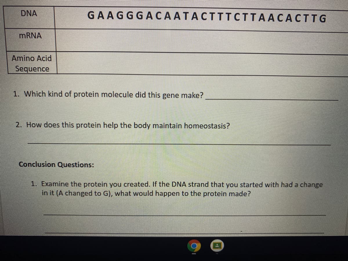 DNA
GAAGGGACAATACTTTCTTAACACTTG
MRNA
Amino Acid
Sequence
1. Which kind of protein molecule did this gene make?
2. How does this protein help the body maintain homeostasis?
Conclusion Questions:
1. Examine the protein you created. If the DNA strand that you started with had a change
in it (A changed to G), what would happen to the protein made?
