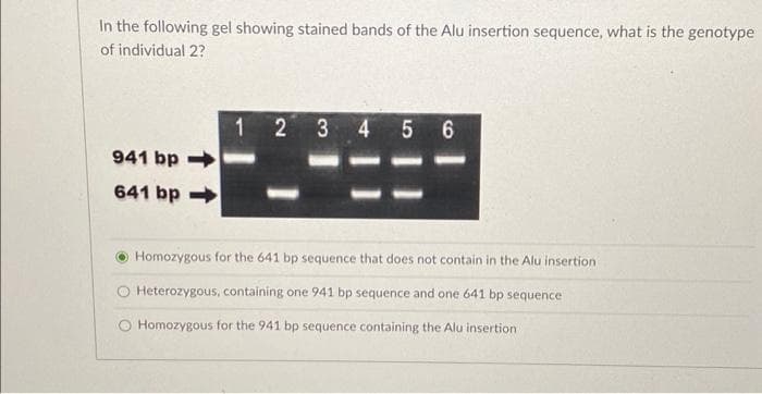 In the following gel showing stained bands of the Alu insertion sequence, what is the genotype
of individual 2?
941 bp
641 bp->>>
1 2 3 4 5 6
Homozygous for the 641 bp sequence that does not contain in the Alu insertion
Heterozygous, containing one 941 bp sequence and one 641 bp sequence
O Homozygous for the 941 bp sequence containing the Alu insertion