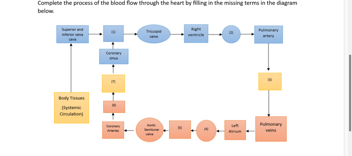 Complete the process of the blood flow through the heart by filling in the missing terms in the diagram
below.
Superior and
Right
Pulmonary
(1)
Tricuspid
inferior vena
valve
ventricle
artery
cava
Coronary
sinus
(3)
(7)
Body Tissues
(6)
(Systemic
Circulation)
Aortic
Left
Pulmonary
Coronary
(5)
Arteries
Semilunar
Atrium
veins
valve
