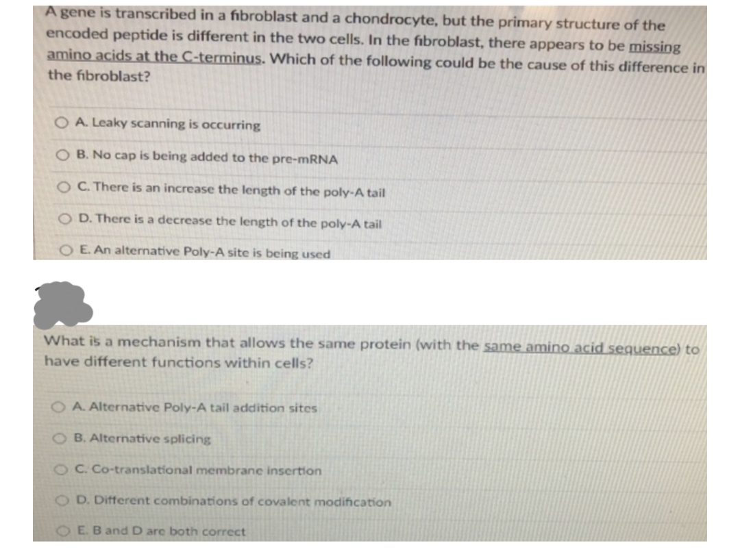 A gene is transcribed in a fibroblast and a chondrocyte, but the primary structure of the
encoded peptide is different in the two cells. In the fibroblast, there appears to be missing
amino acids at the C-terminus. Which of the following could be the cause of this difference in
the fibroblast?
O A. Leaky scanning is occurring
O B. No cap is being added to the pre-MRNA
O C. There is an increase the length of the poly-A tail
D. There is a decrease the length of the poly-A tail
O E. An alternative Poly-A site is being used
What is a mechanism that allows the same protein (with the same amino acid seguence) to
have different functions within cells?
O A. Alternative Poly-A tail addition sites
O B. Alternative splicing
OC. Co-translational membrane insertion
O D. Different combinations of covalent modification
OE.B and D are both correct
